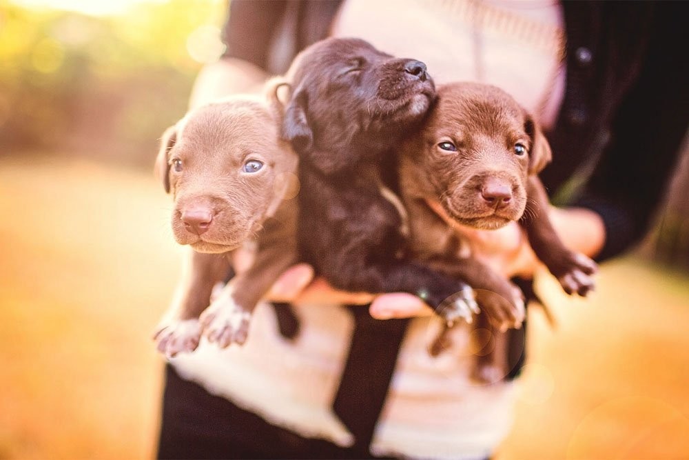 KHS Foster Puppies
